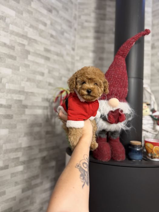 Мальтіпу кукляшні дітки