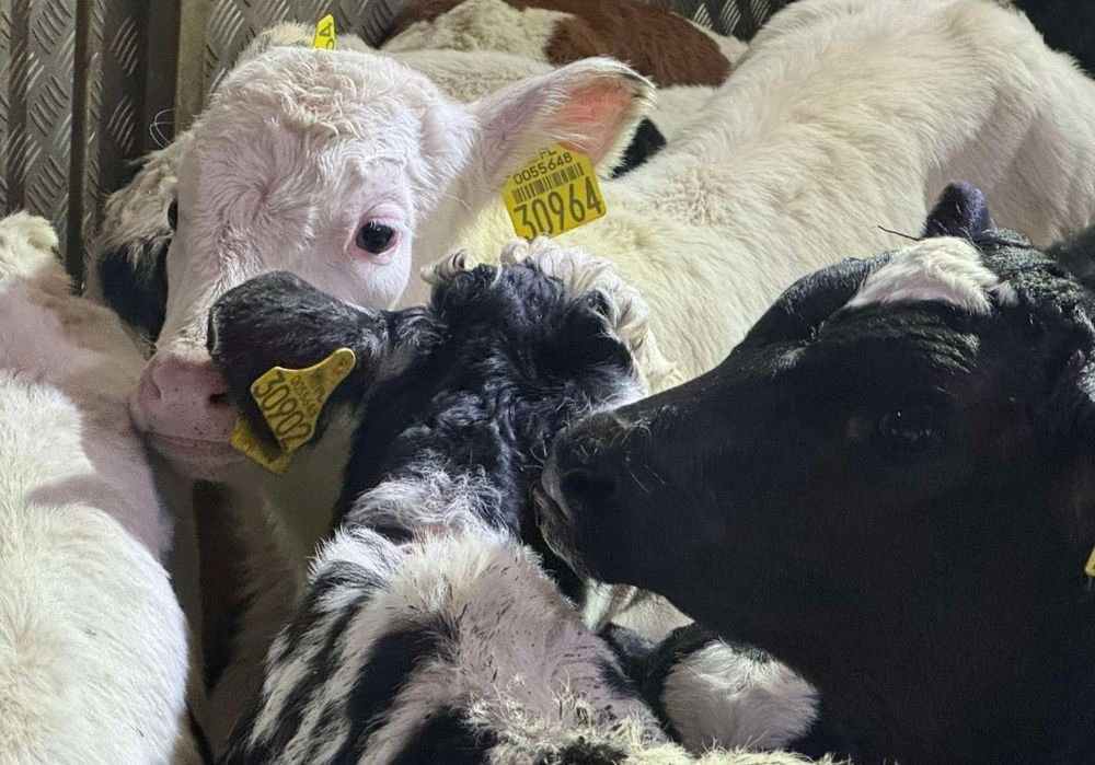 Byczki Jałówki Polskie Oleśnica