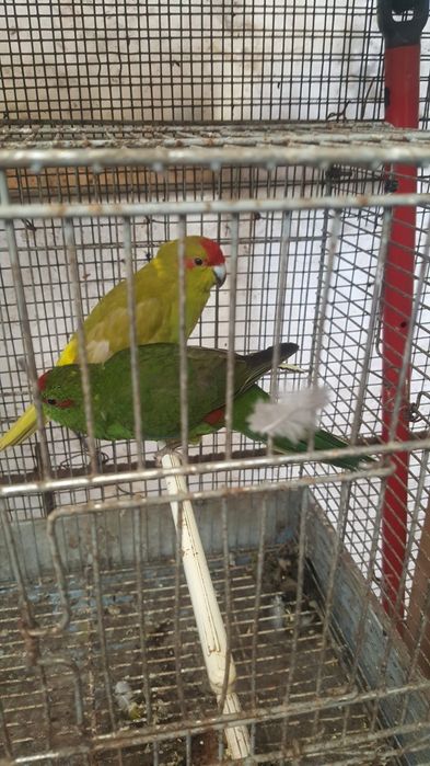 Casal kakarikis 2025