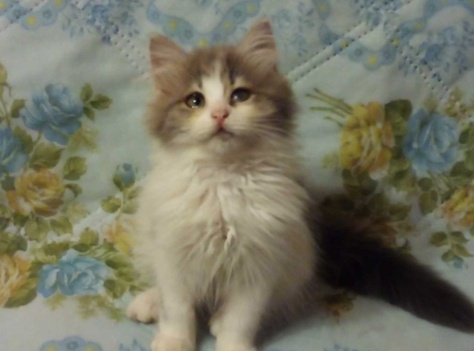 Шотландские породистые котята!Серебристая шиншилла!
