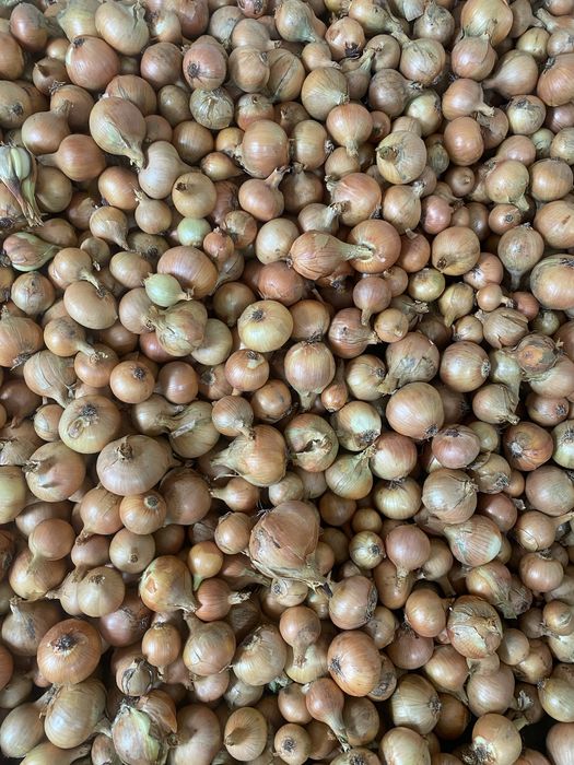 Sprzedam piękną cebule