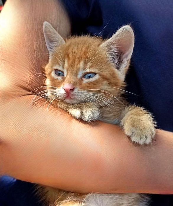 Котята котики отдам котенок мальчик