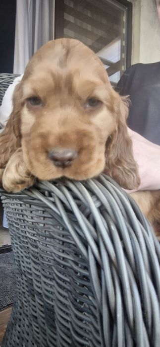 Cocker spaniel angielski