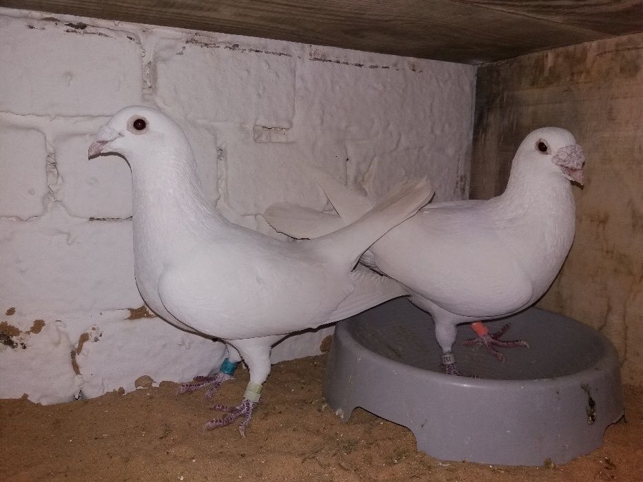 Ptaki gołębie białe pocztowe młode na 2026 r.