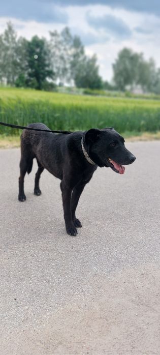 Starszy psiak Rodos szuka domu stałego lub tymczasowego