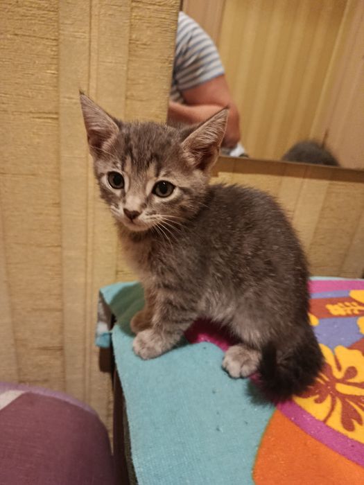 Отдам 2 месячных котят девчулек
