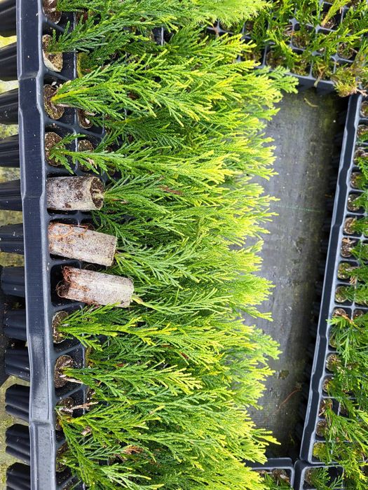 Cupressus leylandii 2001, Leylanda '2001', Tuia