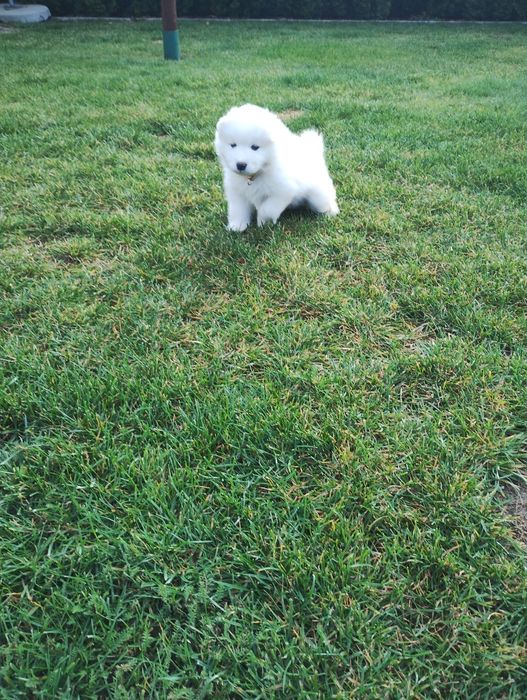Samoyed szczenię