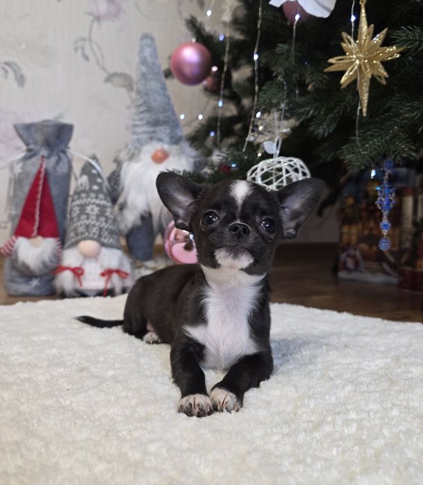 Неймовірні хлопчики. Міні чихуахуа