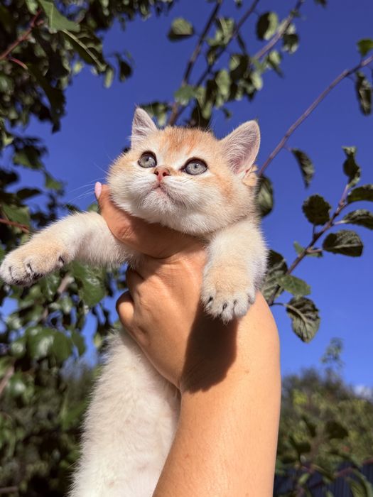 Ласкаві британські муркотуни