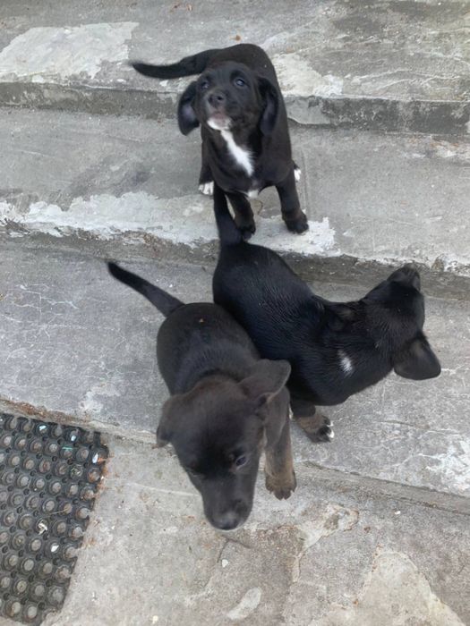 Відам в добрі руки, красивих дівчаток