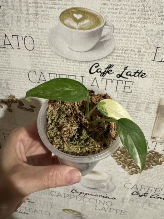 Монстера undetermined