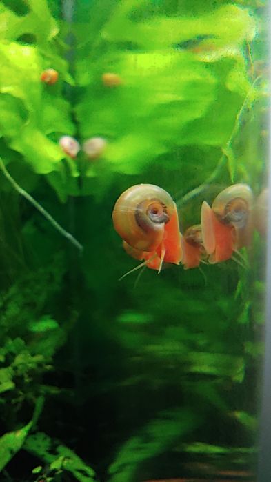 Caracol Planorbis Laranja