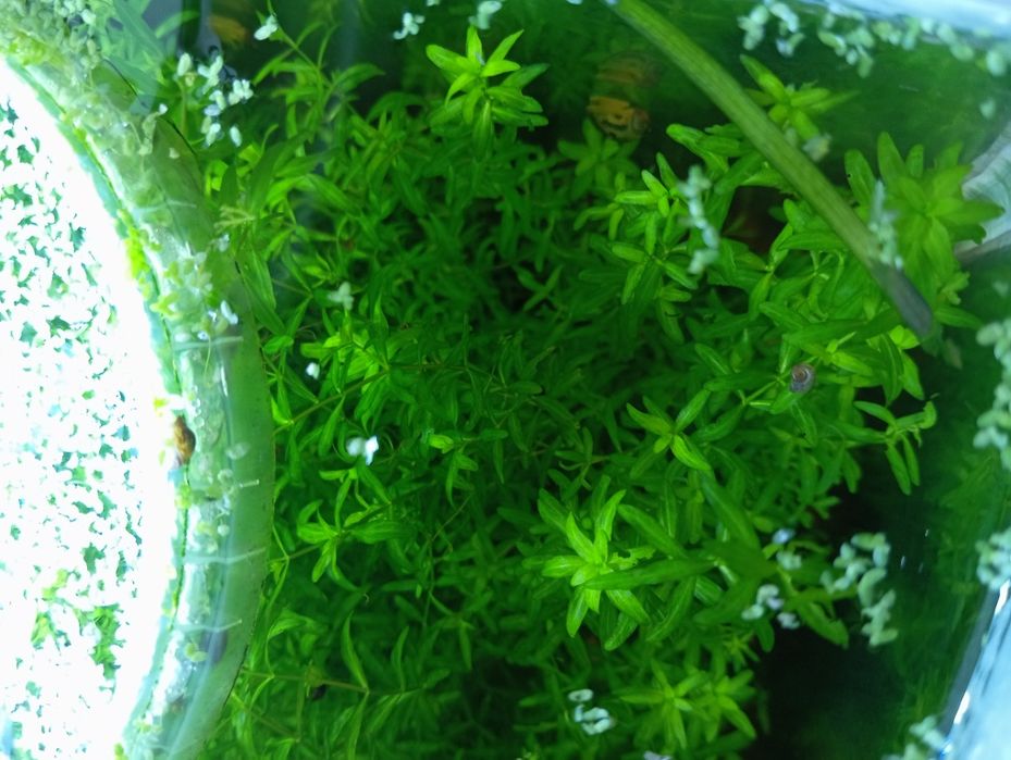 DuDuży Heniek • Hemianthus micranthemoides