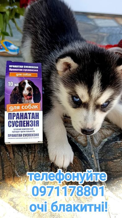 Зустрічайте свою хаскі-історію з нами!