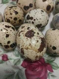 Продам яйца перепелов