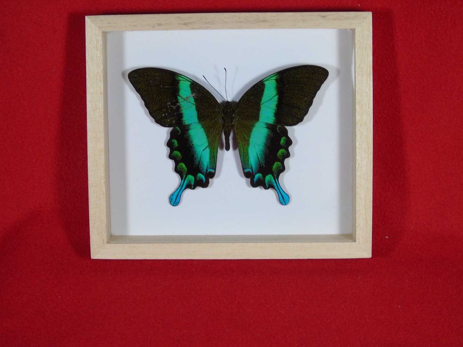 Motyl w ramce 16x14 cm . Papilio blumei .