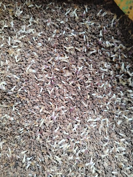 Sprzedam facelię z chabrem