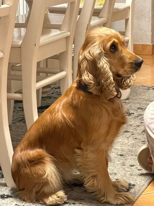 Продам Цуцики Спаніель