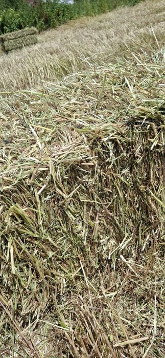 Fardos de feno silagem de azevém