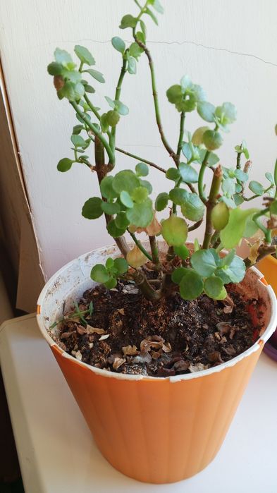 Каланхоэ, отдам бесплатно