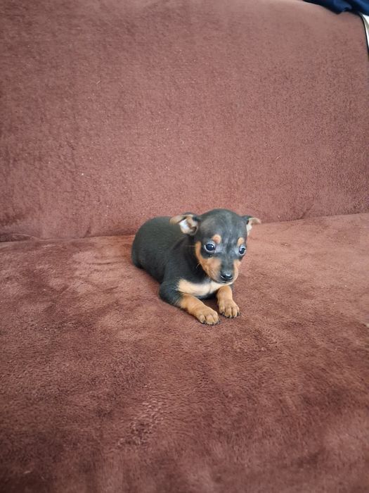 Pinczer miniaturowy