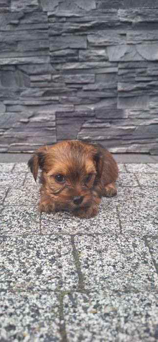 York terrier chłopczyk