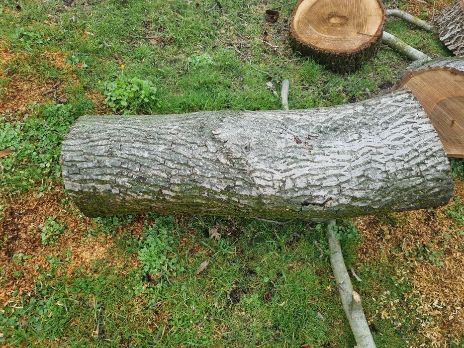 Orzech włoski kłody