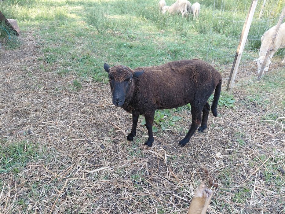 Carneiro com 16 meses