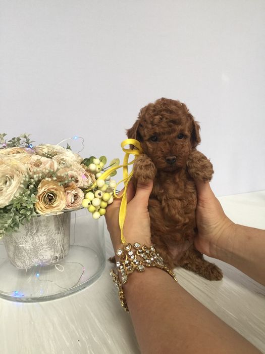 Ідеальний VIP Той-Пудель для вашого дому