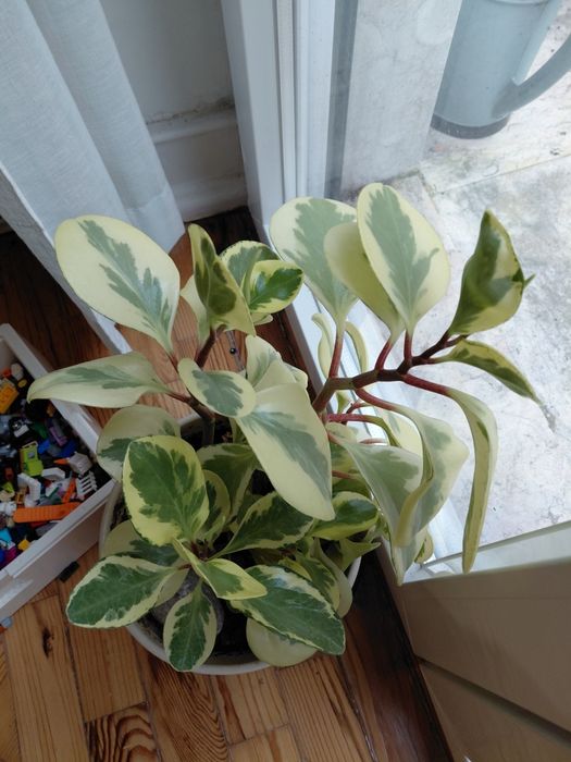 Planta Peperomia - 50cm - vaso cerâmica