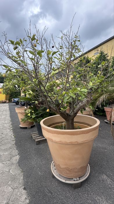 Cytryna duze dzewo egzotyczne rodzace co toku owoce