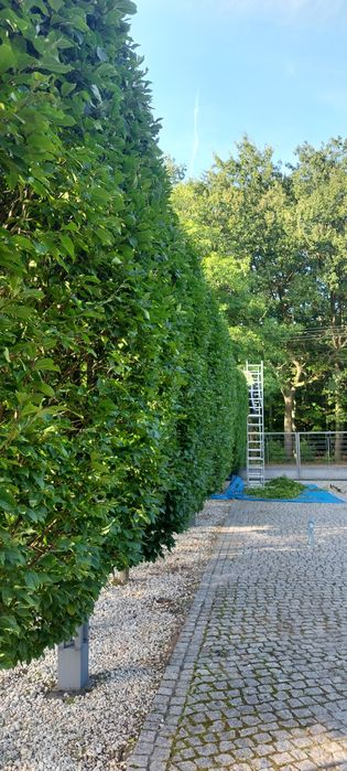 Firma ogrodnicza, porządkowa, wycinka drzew, cięcie i łupanie drewna