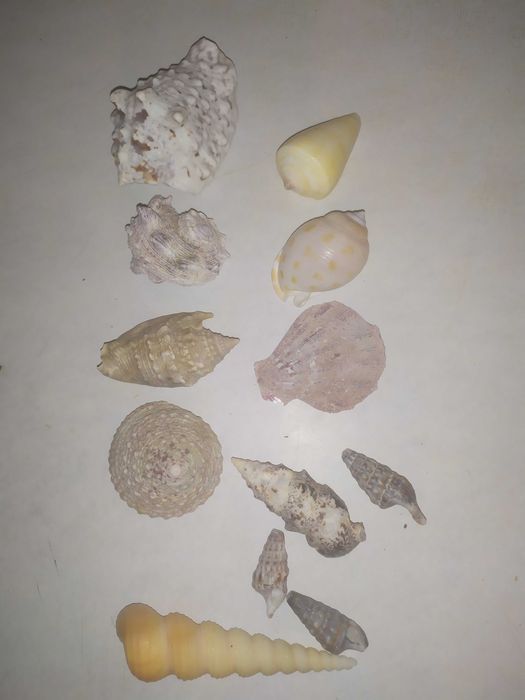 Ракушки морские для аквариума (конус и др), мушли.