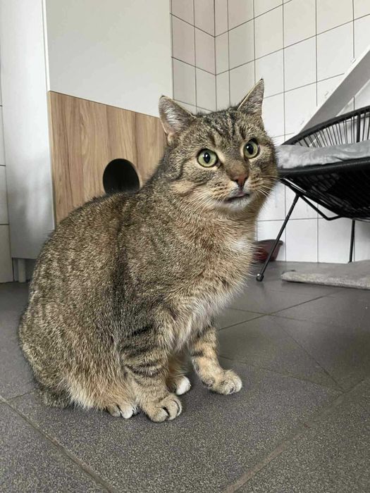 Bruno i Kacperek dwa kocurki adopcja wspólny dom schronisko