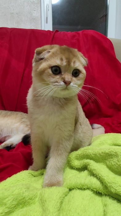 Породистые вислоухие прямоухие котята золотая шиншилла мальчик девочка