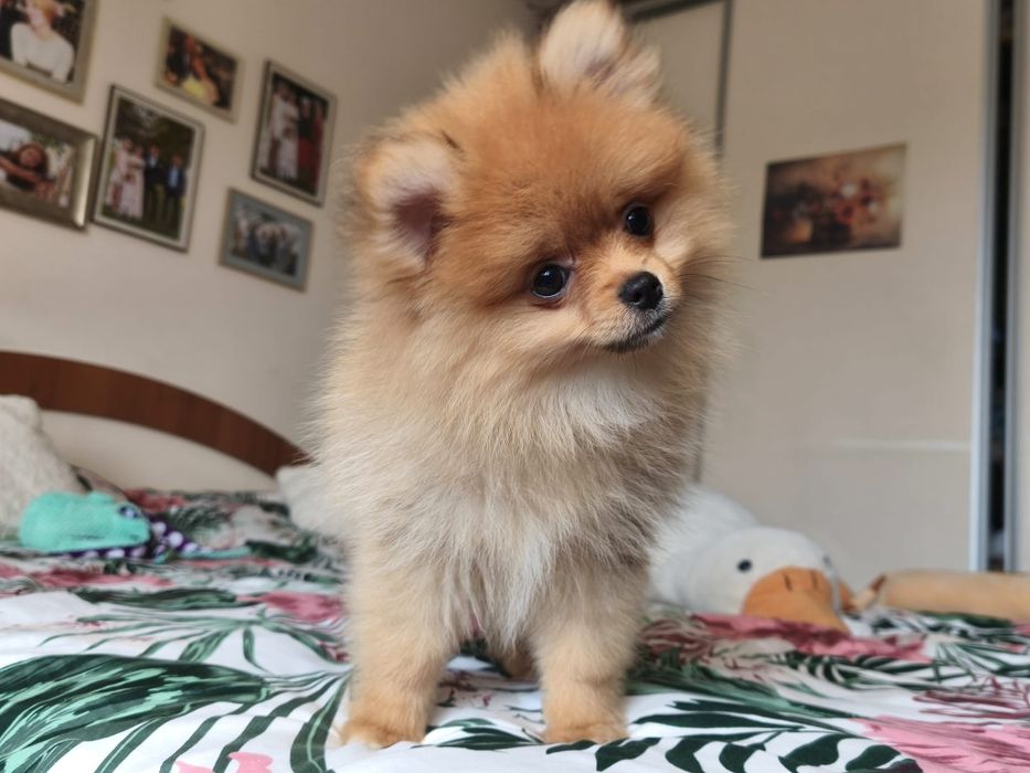Szpic miniaturowy pomeranian