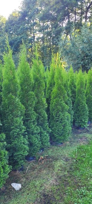 Tuja Smaragd 150 cm Promocja  tuje szmaragd thuja thuje