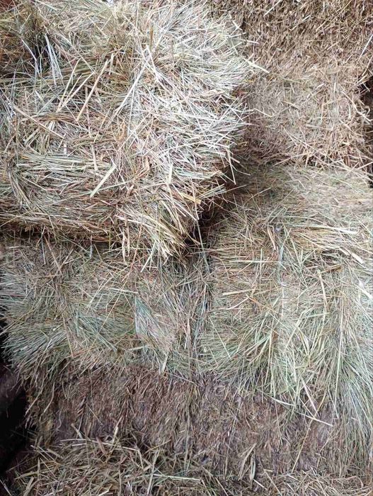 Продам тюки сіна
