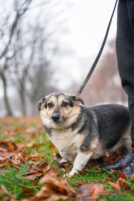 Малиш - невеличкий песик в добрі руки!