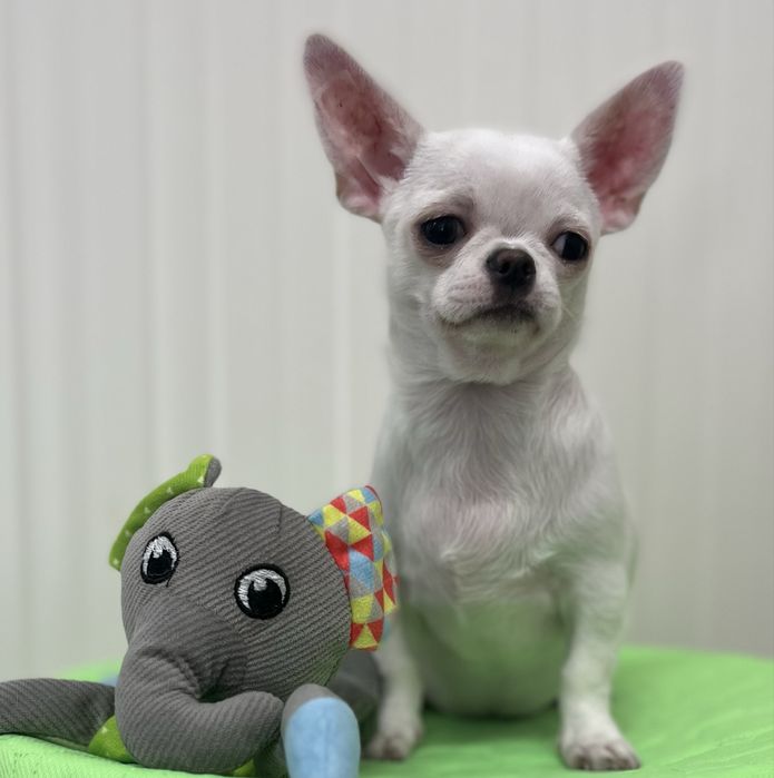 Chihuahua Femea disponivel