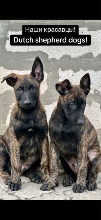 Duth shepherd dogs! Голландские овчарки - хердеры!