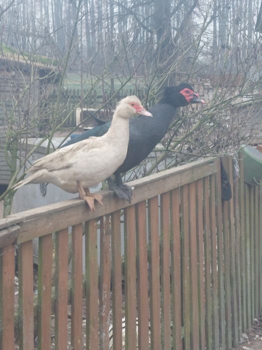 Kaczki kaczory piżmowe francuskie