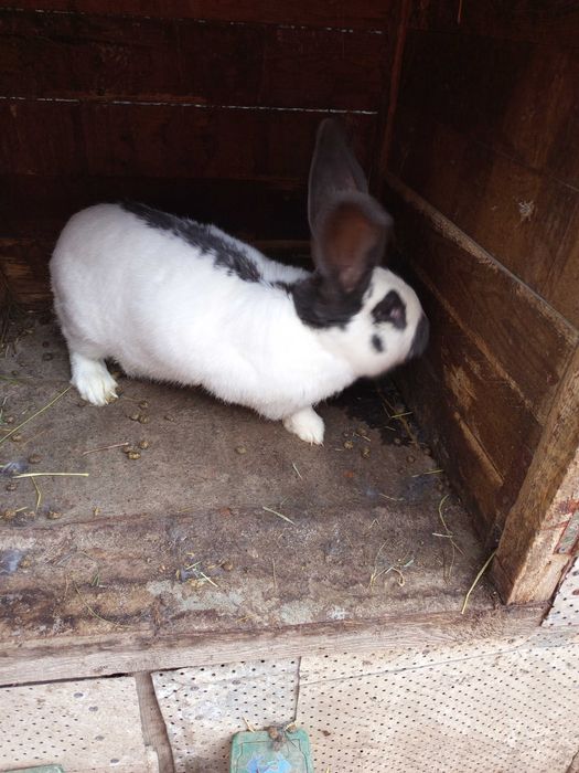 Sprzedam samca srokacza niebieskiego