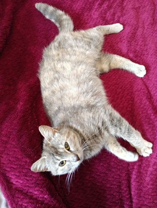 Красивый котенок бесплатно