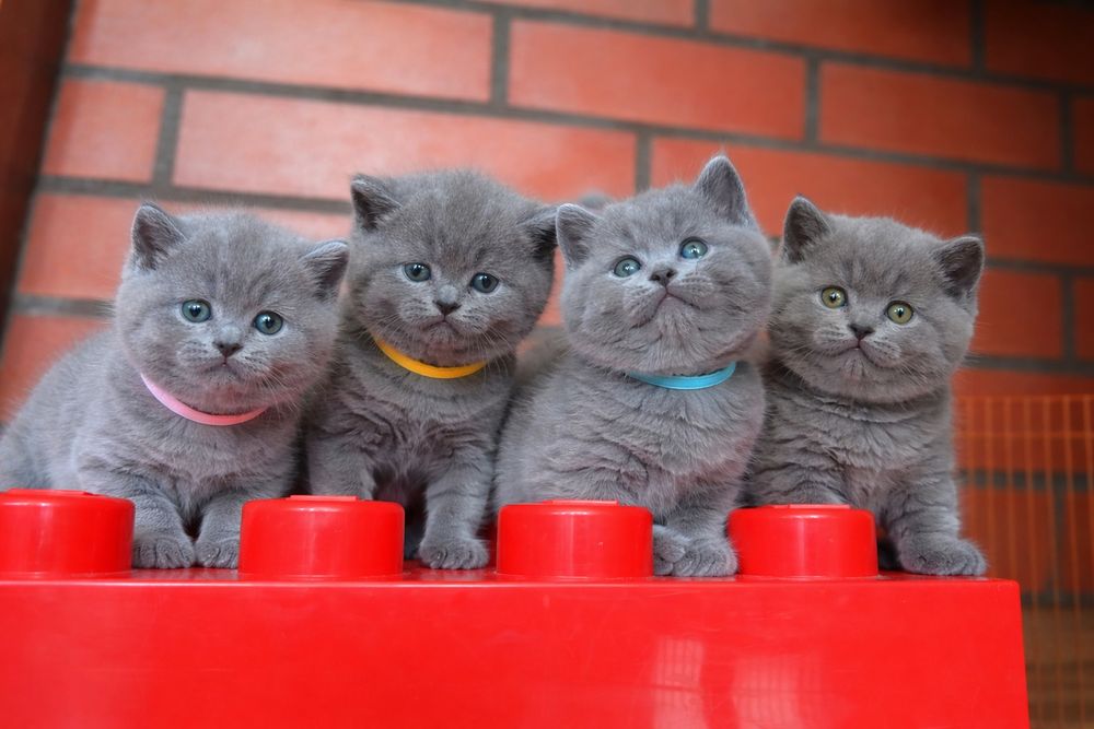 Kot brytyjski niebieski rodowód