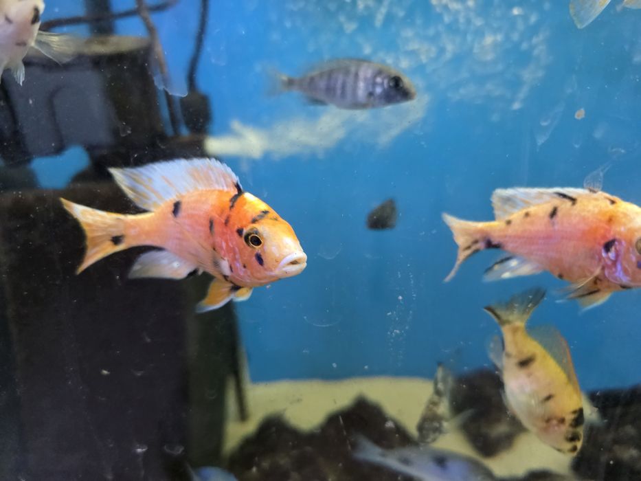 Pyszczaki Aulonocara marmelade ob