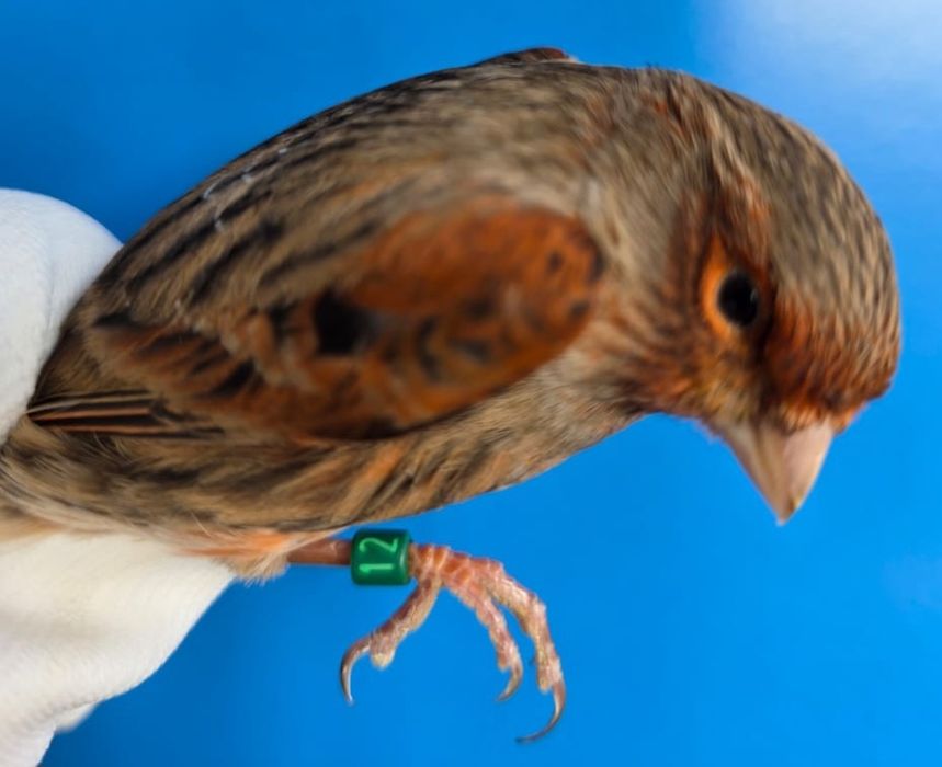 Клітки для канарок