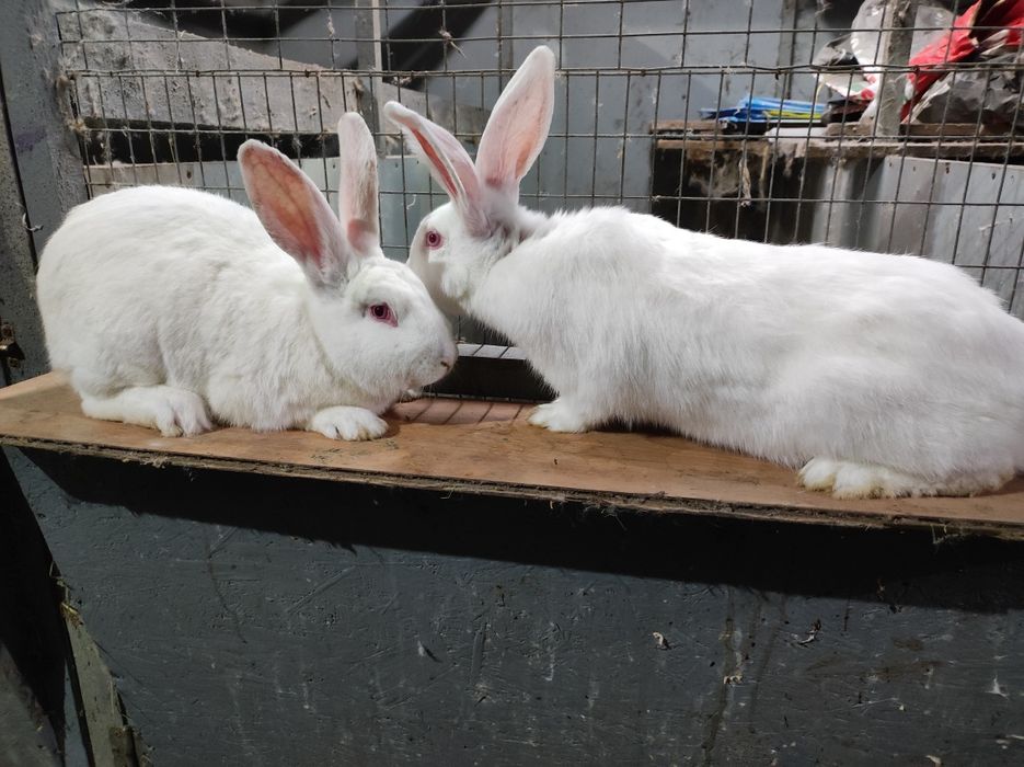 Термонська біла,Панон,Полтавське срібло