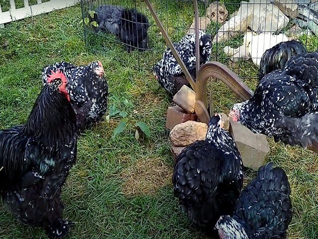 Яйце на інкубацію від породистих курей. Кохінхін ізабелла, мармуровий.